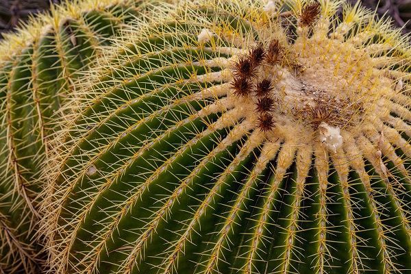 Haney, Chuck 아티스트의 Golden Barrel Cactus at the Arizona Sonoran Desert Museum in Tucson-Arizona-USA작품입니다.